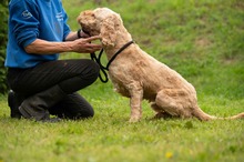 LIOR, Hund, Golden Retriever-Pudel Mischling in Ungarn - Bild 20