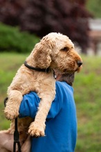 LIOR, Hund, Golden Retriever-Pudel Mischling in Ungarn - Bild 21