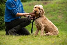 LIOR, Hund, Golden Retriever-Pudel Mischling in Ungarn - Bild 3