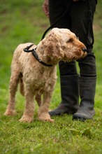 LIOR, Hund, Golden Retriever-Pudel Mischling in Ungarn - Bild 4