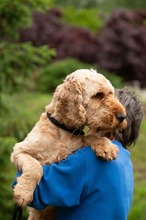 LIOR, Hund, Golden Retriever-Pudel Mischling in Ungarn - Bild 5