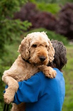 LIOR, Hund, Golden Retriever-Pudel Mischling in Ungarn - Bild 7
