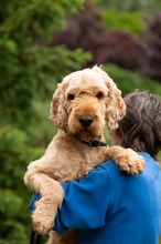 LIOR, Hund, Golden Retriever-Pudel Mischling in Ungarn - Bild 8