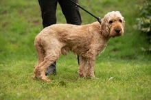 LIOR, Hund, Golden Retriever-Pudel Mischling in Ungarn - Bild 9