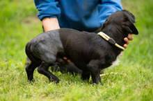 ONYX, Hund, Dackel-Terrier-Mix in Ungarn - Bild 7