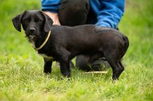 ONYX, Hund, Dackel-Terrier Mischling in Ungarn