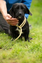 ONYX, Hund, Dackel-Terrier Mischling in Ungarn - Bild 10
