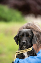 ONYX, Hund, Dackel-Terrier Mischling in Ungarn - Bild 11