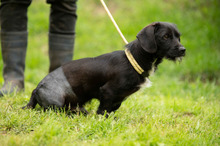 ONYX, Hund, Dackel-Terrier Mischling in Ungarn - Bild 12