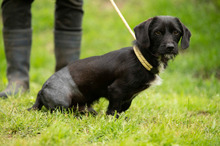 ONYX, Hund, Dackel-Terrier Mischling in Ungarn - Bild 13