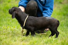 ONYX, Hund, Dackel-Terrier Mischling in Ungarn - Bild 14