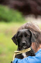 ONYX, Hund, Dackel-Terrier Mischling in Ungarn - Bild 15