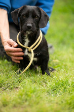 ONYX, Hund, Dackel-Terrier Mischling in Ungarn - Bild 16