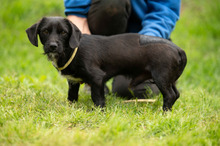 ONYX, Hund, Dackel-Terrier Mischling in Ungarn - Bild 2