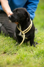 ONYX, Hund, Dackel-Terrier Mischling in Ungarn - Bild 3