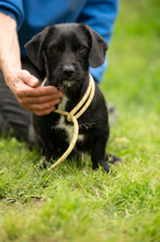 ONYX, Hund, Dackel-Terrier Mischling in Ungarn - Bild 4