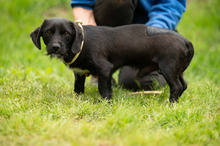 ONYX, Hund, Dackel-Terrier Mischling in Ungarn - Bild 5