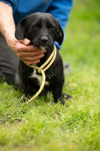 ONYX, Hund, Dackel-Terrier Mischling in Ungarn - Bild 6