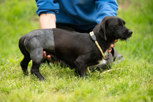 ONYX, Hund, Dackel-Terrier Mischling in Ungarn - Bild 8