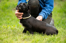 ONYX, Hund, Dackel-Terrier Mischling in Ungarn - Bild 9
