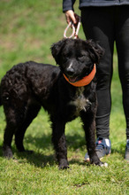 ZILLA, Hund, Mischlingshund in Ungarn - Bild 1
