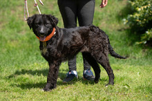 ZILLA, Hund, Mischlingshund in Ungarn - Bild 10
