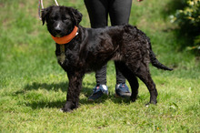 ZILLA, Hund, Mischlingshund in Ungarn - Bild 11
