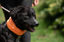 ZILLA, Hund, Mischlingshund in Ungarn - Bild 12