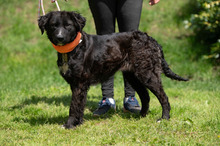 ZILLA, Hund, Mischlingshund in Ungarn - Bild 13