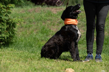 ZILLA, Hund, Mischlingshund in Ungarn - Bild 14