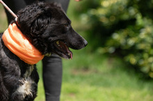 ZILLA, Hund, Mischlingshund in Ungarn - Bild 15