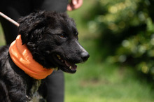 ZILLA, Hund, Mischlingshund in Ungarn - Bild 16