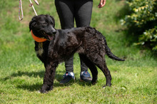 ZILLA, Hund, Mischlingshund in Ungarn - Bild 2
