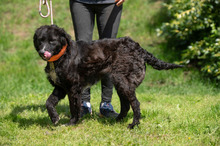 ZILLA, Hund, Mischlingshund in Ungarn - Bild 3