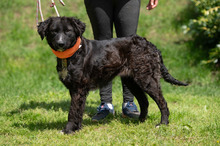 ZILLA, Hund, Mischlingshund in Ungarn - Bild 4