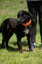 ZILLA, Hund, Mischlingshund in Ungarn - Bild 5