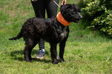 ZILLA, Hund, Mischlingshund in Ungarn - Bild 6