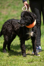 ZILLA, Hund, Mischlingshund in Ungarn - Bild 8
