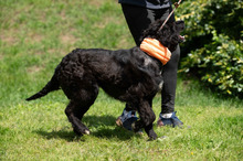 ZILLA, Hund, Mischlingshund in Ungarn - Bild 9