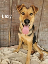 LEXY, Hund, Mischlingshund in Datteln - Bild 1