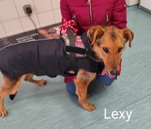 LEXY, Hund, Mischlingshund in Datteln - Bild 2