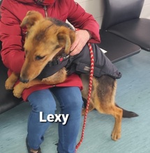 LEXY, Hund, Mischlingshund in Datteln - Bild 3