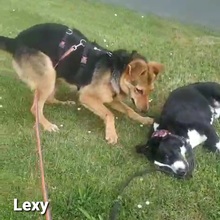 LEXY, Hund, Mischlingshund in Datteln - Bild 4
