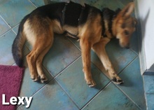 LEXY, Hund, Mischlingshund in Datteln - Bild 5