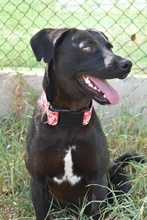 NERO, Hund, Labrador-Mix in Spanien