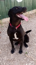 NERO, Hund, Labradormischling in Belgien