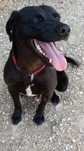 NERO, Hund, Labradormischling in Spanien - Bild 2