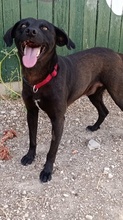 NERO, Hund, Labradormischling in Spanien - Bild 3