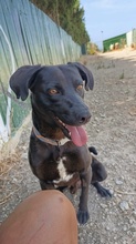 NERO, Hund, Labradormischling in Spanien - Bild 4