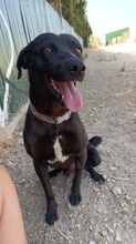 NERO, Hund, Labradormischling in Spanien - Bild 5